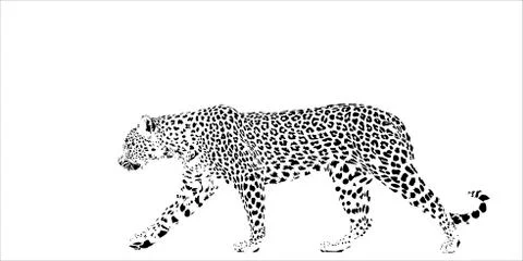 Leopard イラスト素材