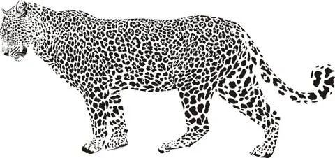 Leopard illustration Stock-Illustration