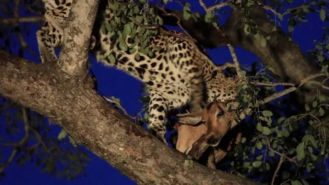Leopard on an Impala kill in a tree. Stock Footage 79071809