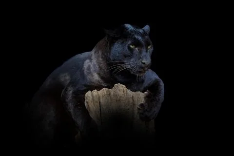 Leopard isolated on black background 写真素材