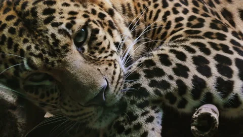 Leopard isolated, close up shot of the leopard head , green eyes of the leopard Stock Footage 140664518