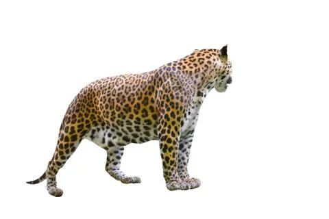 Leopard isolated Foto stock