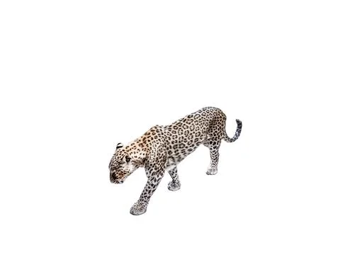 Leopard isolated on white background Fotos de archivo