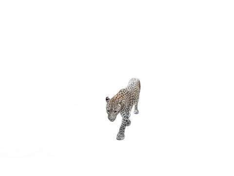 Leopard isolated on white background Fotos Stock