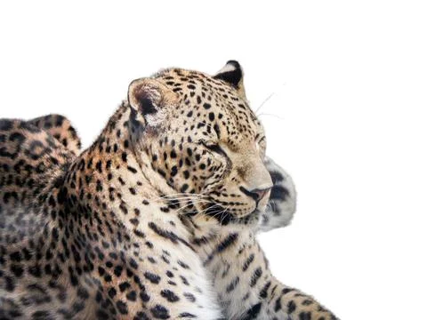 Leopard isolated on white background Stock Photos