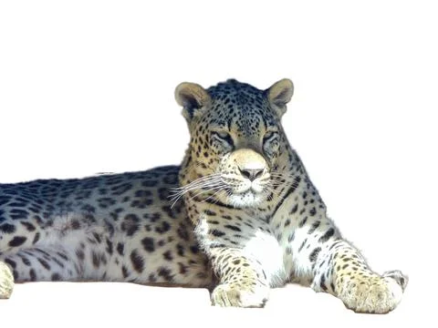 Leopard isolated on white background Stock-Fotos