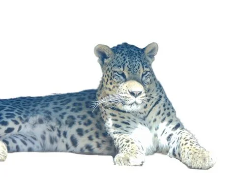 Leopard isolated on white background Stockfoto's
