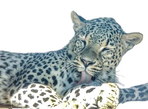 Leopard isolated on white background Foto stock