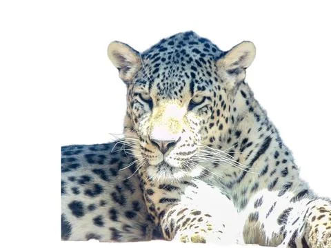 Leopard isolated on white background Foto stock