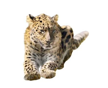 Leopard Isolated on White Stock Illustration
