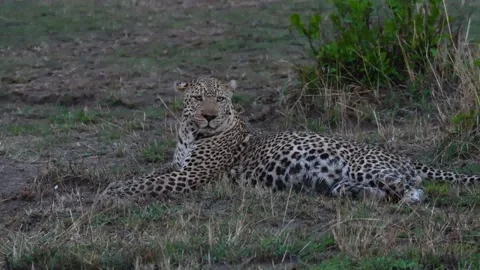 Leopard in it's wild element - Kenyan Safari Stock Footage 240433609
