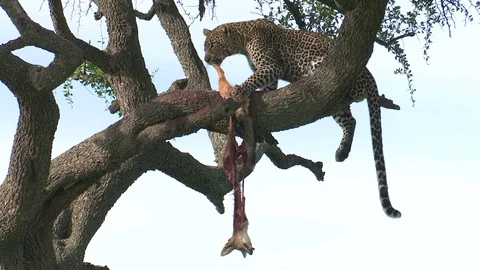 LEOPARD WITH JACKAL LEG IN TREE Video stock 74719561