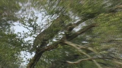 Leopard jump further up tree to his kill Stock Footage 22216468
