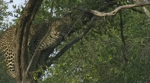 Leopard jump into tree Stock Footage 22217478