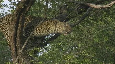 Leopard jump up into tree Stock Footage 22217763