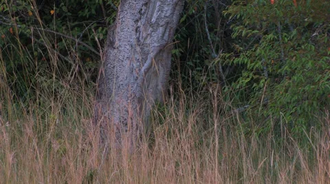 Leopard jump up into tree Video stock 22782168