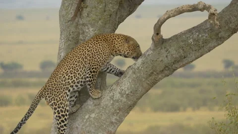 Leopard jumping and climbing up a tall tree Stock Footage 322206169