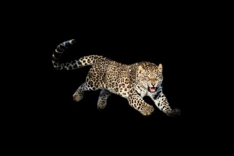 Leopard jumping with a black background Foto stock