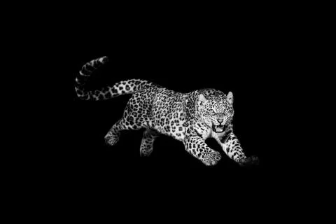 Leopard jumping with a black background Foto stock