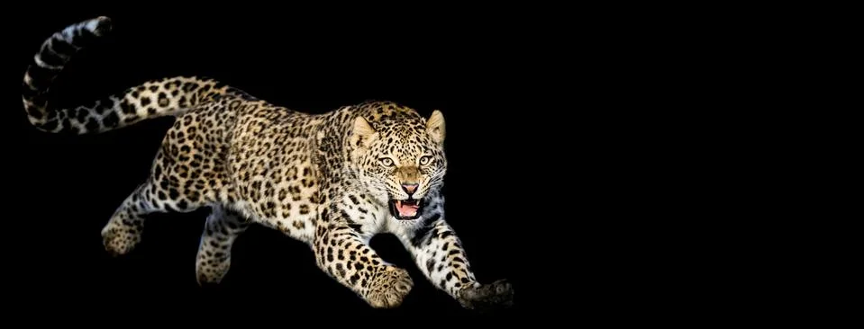 Leopard jumping with a black background Foto stock