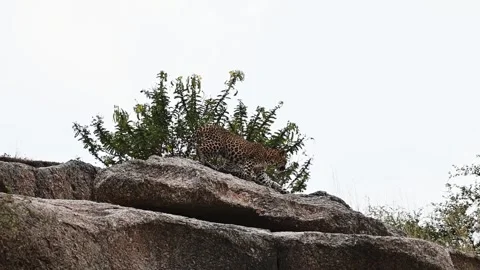 Leopard jumping up on a boulder ion Jawai national park Stock Footage 289842761
