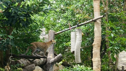 Leopard jumping to eat meat Stock Footage 94571742