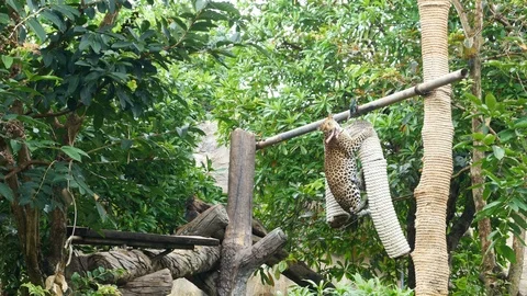 Leopard jumping to eat meat Video stock 94572541