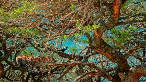 Leopard jumping on tree branches Stock-Footage 73821295