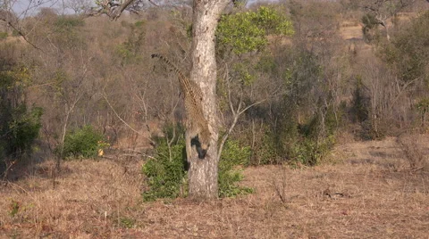 Leopard jumping from tree Stock Footage 55007744