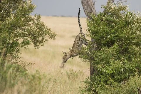 Leopard jumping from a tree, Panthera pardus animal, wild, leopard, cat, ... Stock Photos