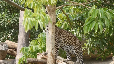 Leopard jumping from tree trunk Stock Footage 73651349