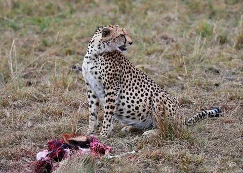 Leopard with just caught prey in its natural environment Фото