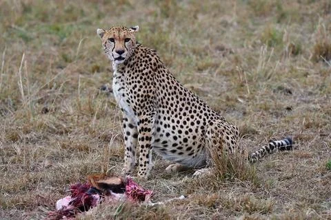 Leopard with just caught prey 스톡 사진