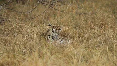 Leopard juvenile in grass 1 Stock Footage 119276617