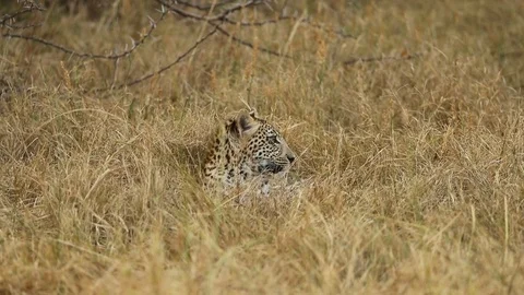 Leopard juvenile in grass 4 動画素材 119277428
