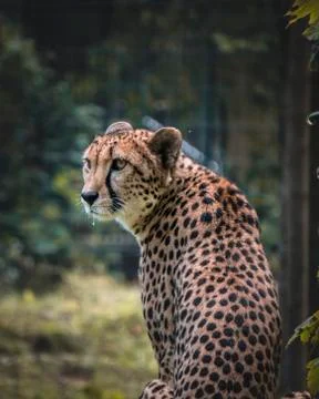 Leopard keep tracking area Stock Photos