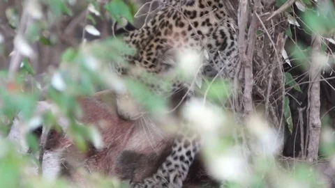 Leopard Kill In Bushes Video stock 71018186