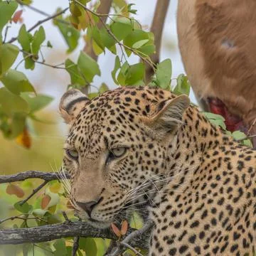 Leopard with kill resting in a tree Stock Photos