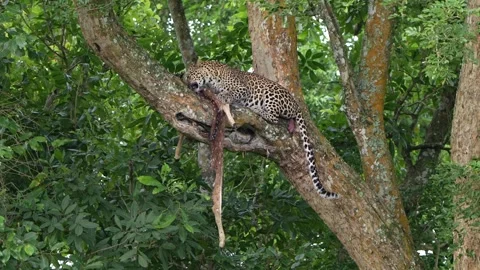 Leopard with a kill on a Tree top Stock Footage 341350218