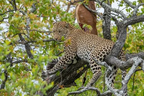 Leopard with killed impala Stock Photos