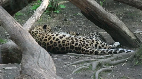 Leopard kitten drinking milk from it's mom. Stock Footage 57509057