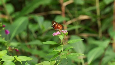 Leopard Lacewing Butterfly Drinking Nectar on Pink Lantana Flower Video stock 344922248