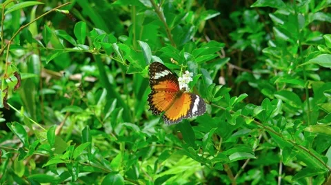 Leopard Lacewing butterfly on flower. Video UltraHD Stock Footage 63618630