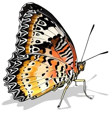 Leopard Lacewing Butterfly Stock Illustration