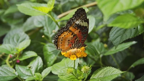 Leopard Lacewing Butterfly, Perched on a Flower. 4k footage 2160p Stock Footage 82443014