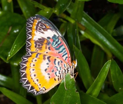 Leopard lacewing butterfly Stock Photos