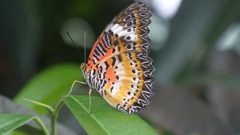 Leopard lacewing butterfly showing underside of wings 4K Stock-Footage 93993699