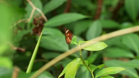 Leopard Lacewing Butterfly Sunning Wings on Green Leaf Stock-Footage 344951298