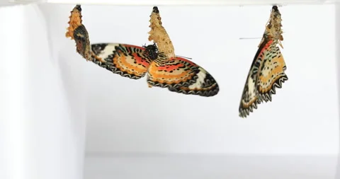 Leopard Lacewing Butterfly on white background, Cethosia cyane euanthes 動画素材 252253035