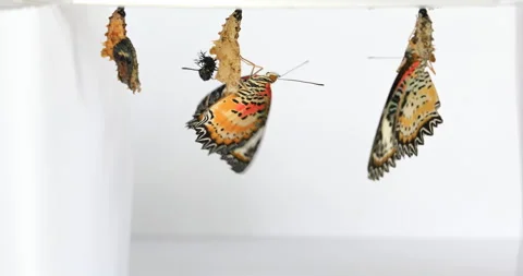 Leopard Lacewing Butterfly on white background, Cethosia cyane euanthes, butterf 動画素材 252253933